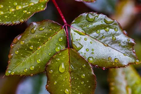 Rose leaf after rain, Dijon, France, March 2020 (photo) Stock Photos