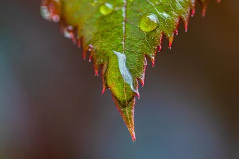 Rose leaf after rain, Dijon, France, March 2020 (photo) Stock Photos