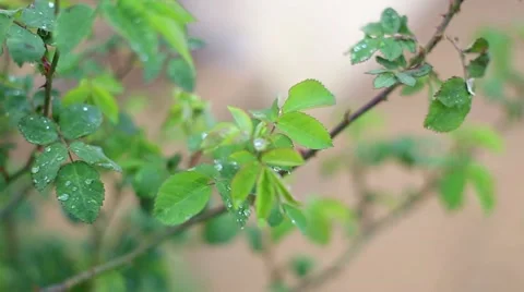 Rose leaf close up, raindrops on fresh green leaf Stock Footage 62733305