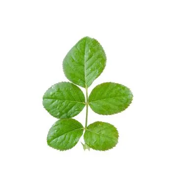 Rose leaf close up on white background. Stock Photos