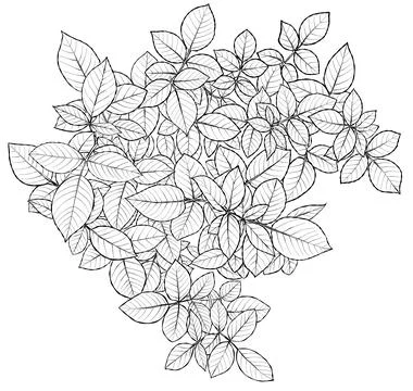 Rose leaf composition. Illustration sketch in black and white style. Antistress Stock Illustration