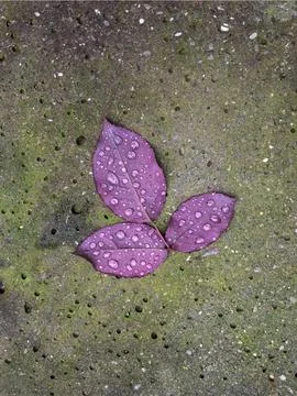 Rose leaf on concrete background Stock Photos