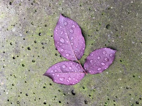 Rose leaf on concrete background Foto stock