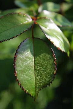 Rose leaf with dew close-up, blurred background. Stock Photos
