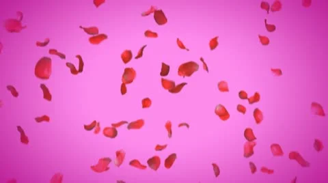 Rose leaf falling off Stock Footage 22010524