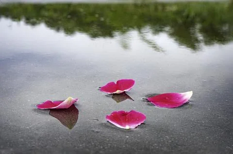 Rose Leaf flows in the ground after rain nature photo background  스톡 사진