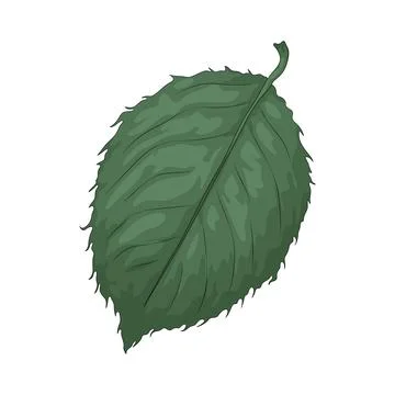 Rose leaf illustration 스톡 일러스트