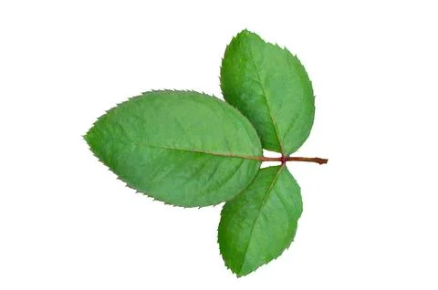 Rose leaf isolate. Rose leaf isolated, Cutout twig with green leaves Nature.. Stock Photos