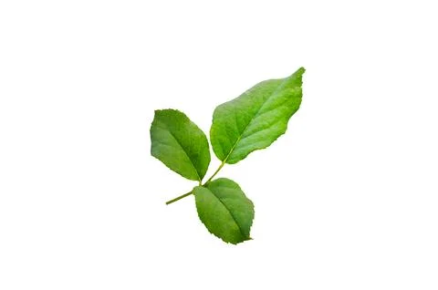 Rose leaf isolate. Rose leaf isolated, Cutout twig with green leaves Nature.. Stock Photos