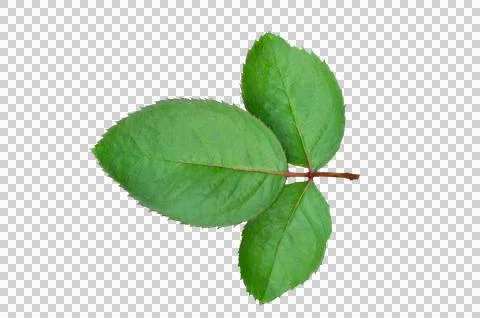 Rose leaf isolate. Rose leaf isolated, Cutout twig with green leaves Nature.. Stock Photos