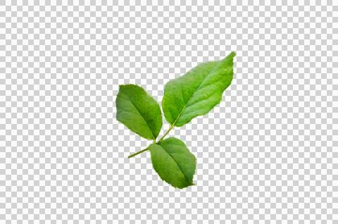 Rose leaf isolate. Rose leaf isolated, Cutout twig with green leaves Nature.. Stock Photos