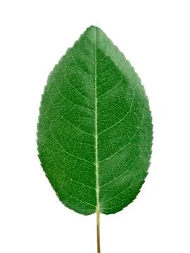 Rose leaf Stock Photos