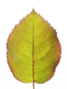 Rose Leaf Stock Photos