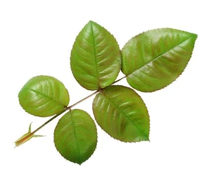 Rose leaf Stock Photos