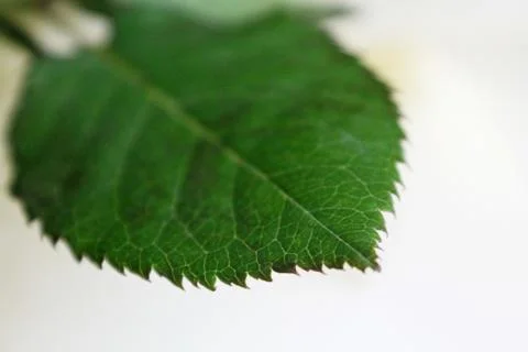 Rose Leaf Stock Photos