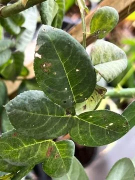 Rose leaf problem from anthracnose spot,un healthy plant fungal disease Stock Photos