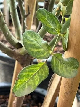 Rose leaf problem from anthracnose spot,un healthy plant fungal disease Stock Photos