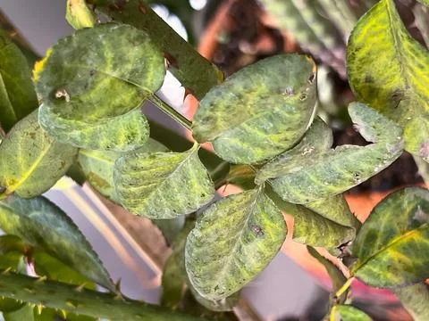 Rose leaf problem from anthracnose spot,un healthy plant fungal disease Stock Photos