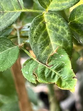 Rose leaf problem from anthracnose spot,un healthy plant fungal disease Stock Photos