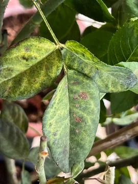 Rose leaf problem from anthracnose spot,un healthy plant fungal disease 写真素材