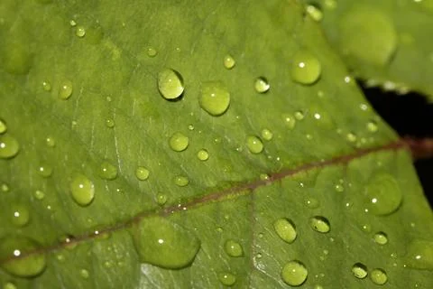 Rose leaf with rain water dew drops close up fresh Stock Photos