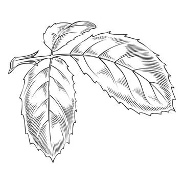 Rose leaf vector sketch, vintage rose flower plant foliage ink style, engraved Stock Illustration