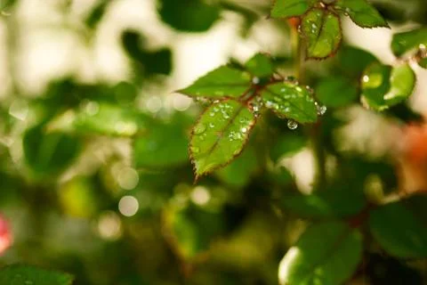 Rose Leaf with Water Drops Stock Photos