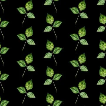 Rose leaf. Watercolor seamless pattern on a dark background. Can be used for イラスト素材