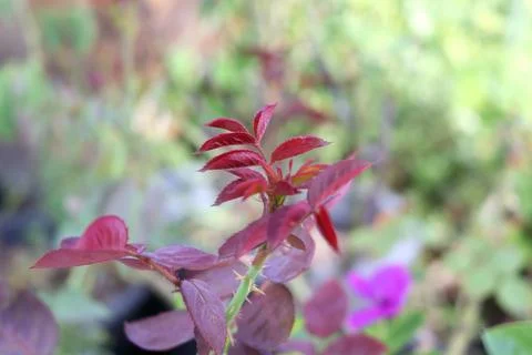 Rose leaflet growing on tip. Stock Photos