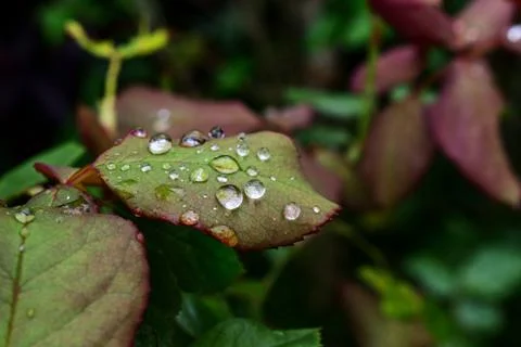 Rose Leafs After Rain Stock Photos