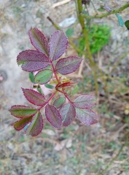 Rose leafs image Stock Photos