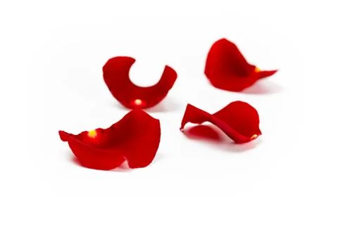 Rose leafs isolated Stock Photos