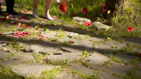 Rose leaves falling down on the ground Stock Footage 115319697