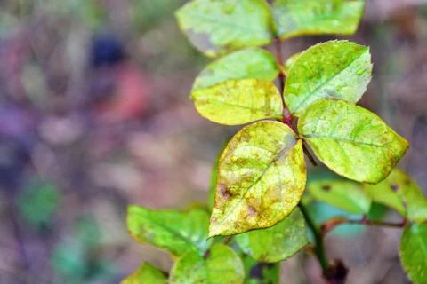 Rose leaves Stock Photos