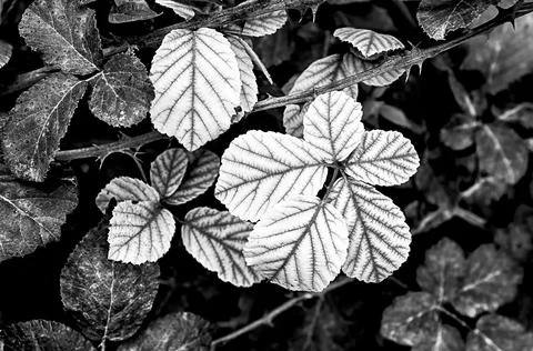 Rose leaves Stock-Fotos