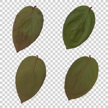 Rose leaves Stock Photos