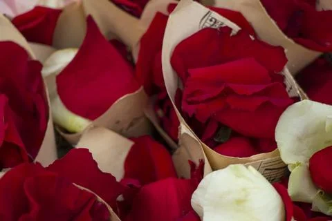 Rose leaves Stock Photos