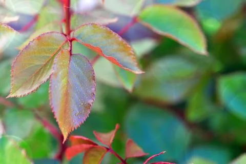 Rose leaves with selective focus. Stock Photos