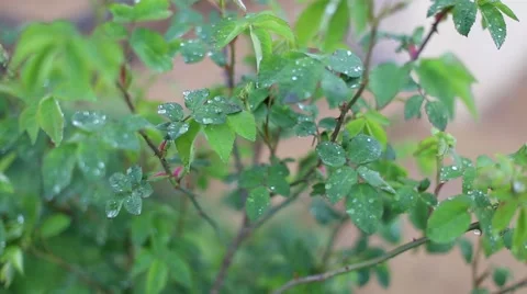Rose leaves in slow wind after a summer rain Stock Footage 63377583