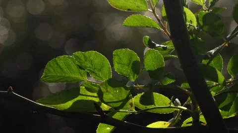 Rose leaves in sunlight close up macro shot, garden Stock Footage 276386915