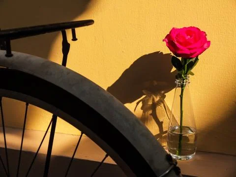 Rose light and shadow 스톡 사진