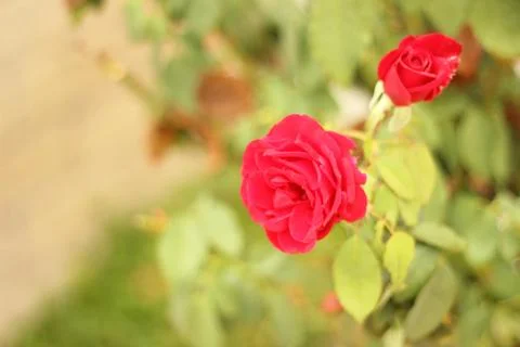 Rose Light Stock Photos