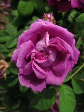 Rose lilac 库存照片