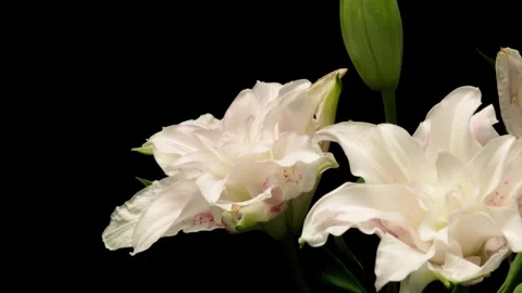 Rose Lily Time-lapse Stock Footage 281535448