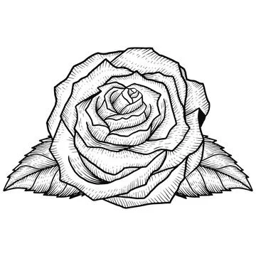 Rose line engraving style vector isolated design Stock Illustration