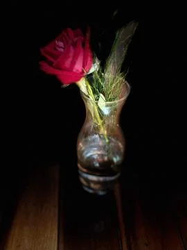 Rose in a lit pot Stock Photos