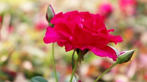 A Rose with Little Buds Vídeo Stock 107760208