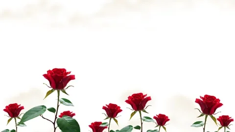 Rose Loop B white backgroud flowers Waving in Breeze Stock Footage 256978155