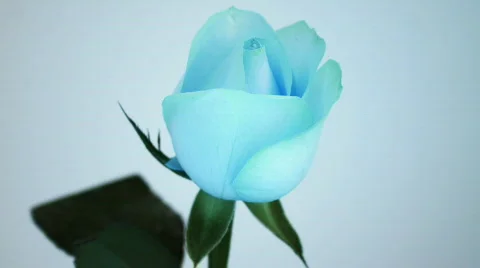 Rose love blue Stock Footage 563286