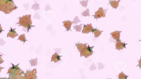 Rose Love Stock-Footage 341257293